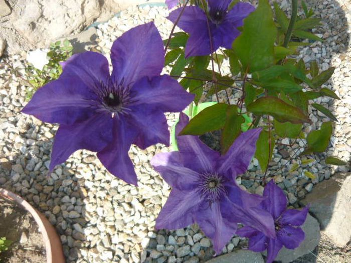 Picture 026 - clematis 2013-2014-2017