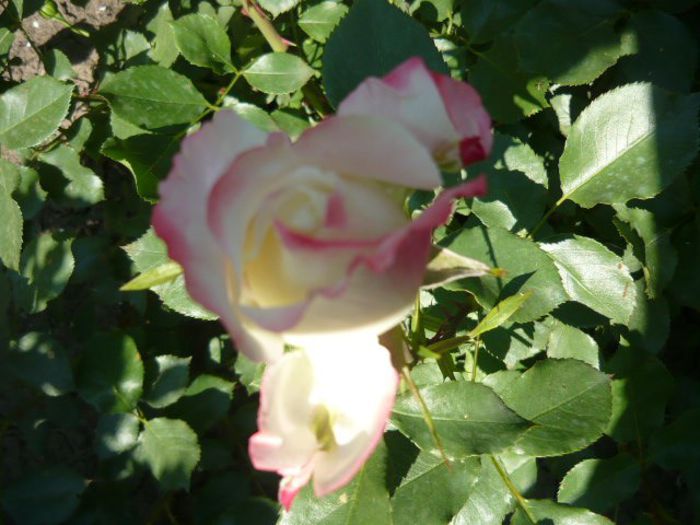 Picture 086 - trandafiri 2014