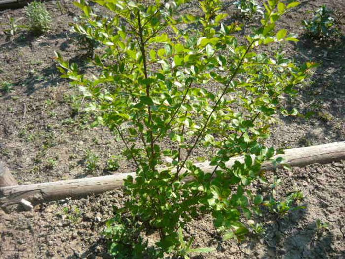 liliac indian