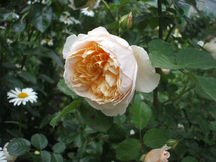 jayne austin - cred - trandafiri englezesti