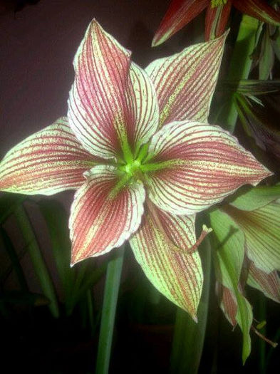 Exotic Star - Amaryllis 2014