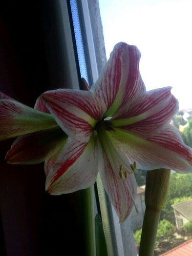 happines - Amaryllis 2014