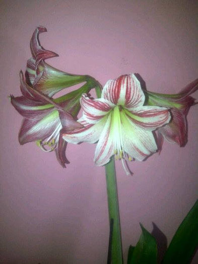 happines - Amaryllis 2014