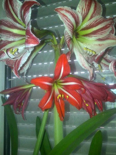 happines si  johnsonii - Amaryllis 2014
