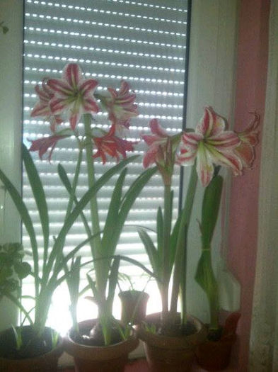 happines - Amaryllis 2014