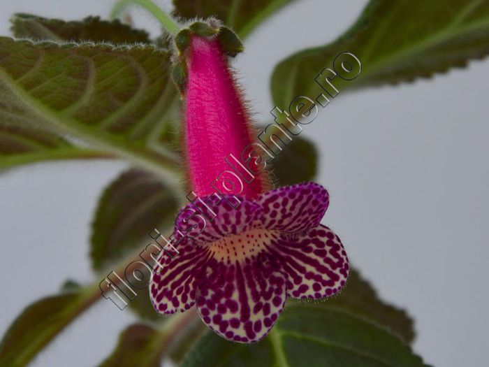 Kohleria Friendliness (ni)