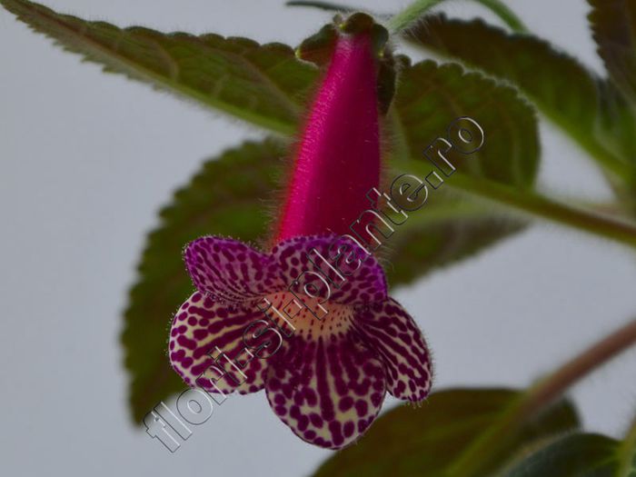Kohleria Friendliness (ni) - KOHLERIA II 2