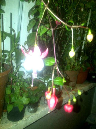 10377990_738049052882942_1178339330745565529_n - Fuchsia 2014