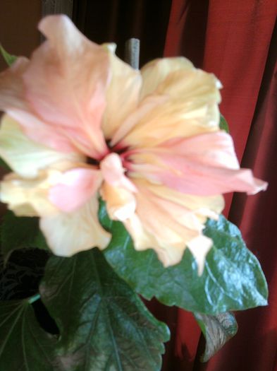 024-mai 2014 - HIBISCUS 2013-2014