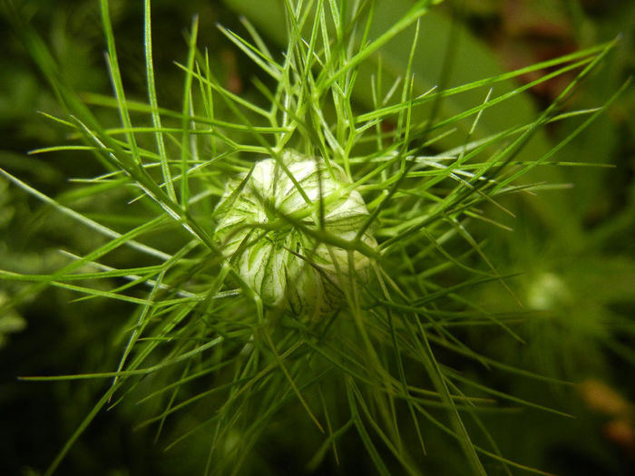 Nigella damascena (2014, May 24) - NIGELLA Damascena