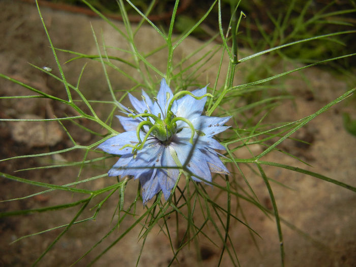 Nigella damascena (2014, May 27) - NIGELLA Damascena