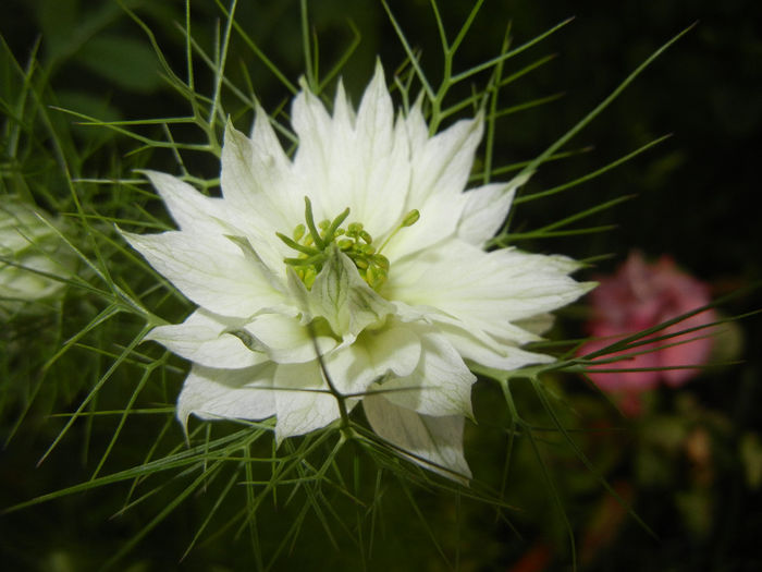 Nigella damascena (2014, May 27) - NIGELLA Damascena