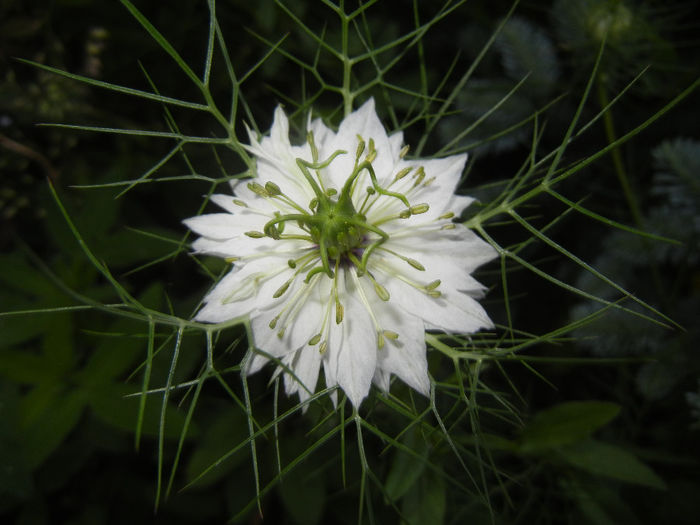 Nigella damascena (2014, May 28) - NIGELLA Damascena