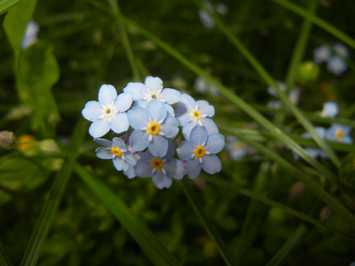 Myosotis alpetsris (2014, May 16) - MYOSOTIS Alpestris