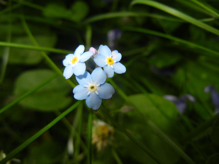 Myosotis alpetsris (2014, May 16) - MYOSOTIS Alpestris