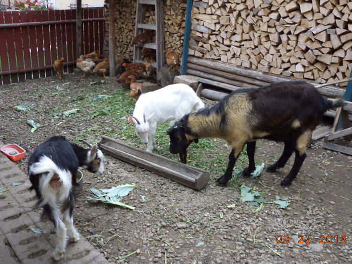 Tapul Murgu si capra tanara neagra ,mama la ieduta neagra cu urechi mici - Iezii Alpina Franceza si stramosul lor Capra aegagrus