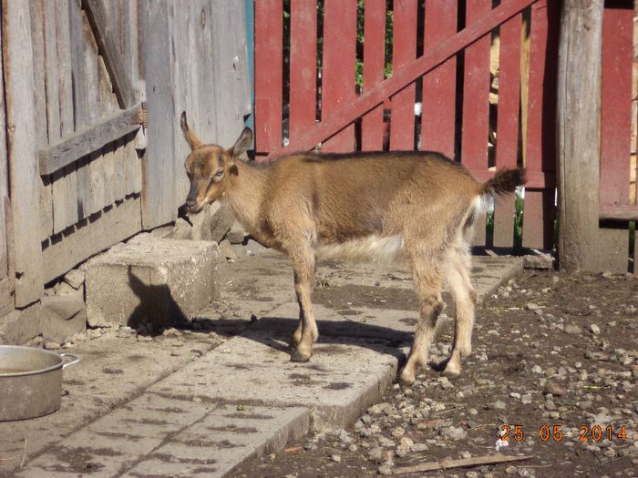 Caprioara mica - Iezii Alpina Franceza si stramosul lor Capra aegagrus