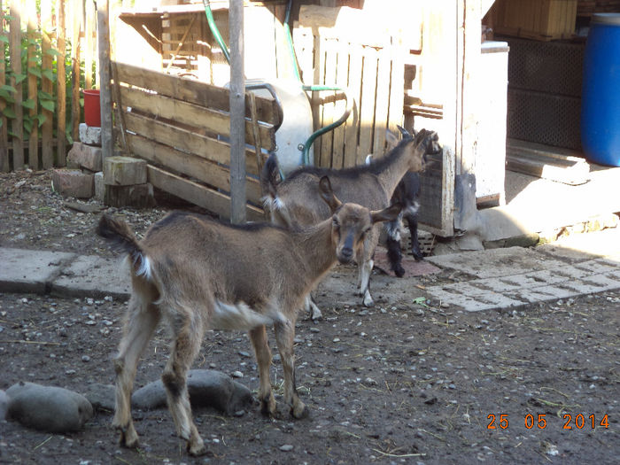 Caprioara cea scumpa