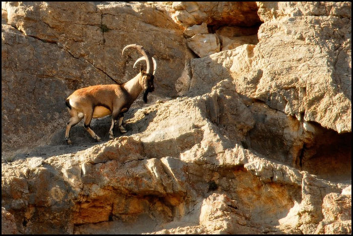 Capra aegagrus un tap foarte frumos - Iezii Alpina Franceza si stramosul lor Capra aegagrus
