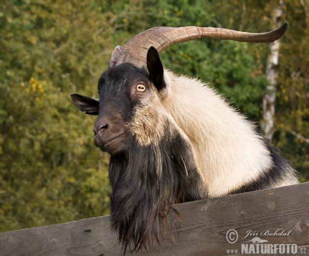 Capra aegagrus hircus  ,stramosul Alpinelor - Iezii Alpina Franceza si stramosul lor Capra aegagrus