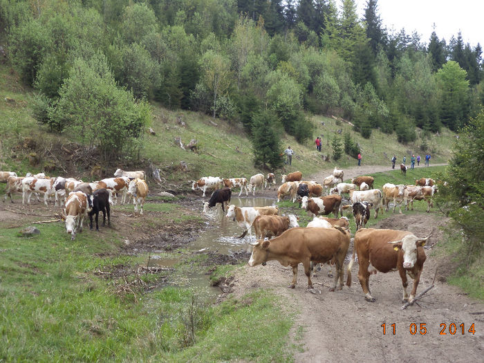 Vacile spre stana - Plecarea la stana in Dealul Alb Calimani 11 05 2014