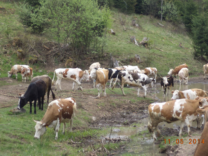 Vacile se odihnesc putin - Plecarea la stana in Dealul Alb Calimani 11 05 2014