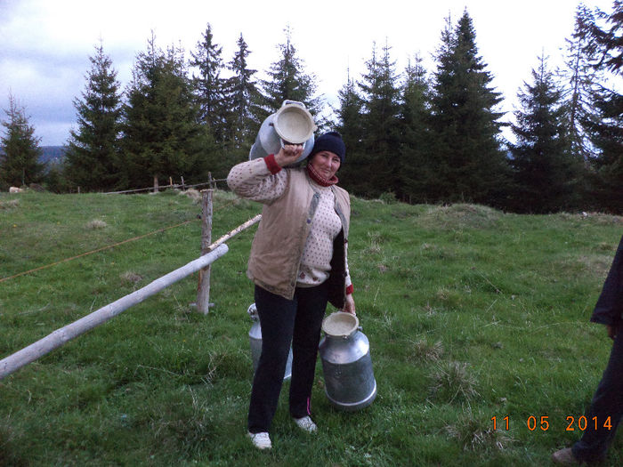 Violeta cu bidoanele - Plecarea la stana in Dealul Alb Calimani 11 05 2014