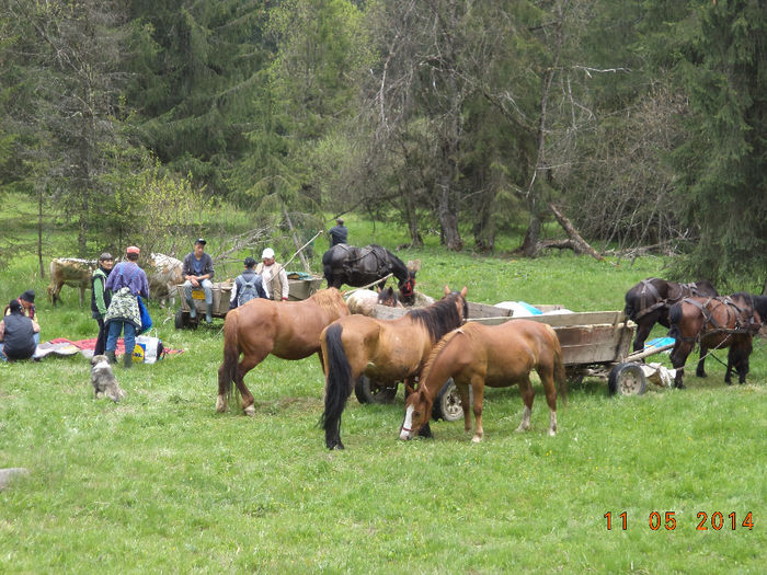 Popas sa mancam - Plecarea la stana in Dealul Alb Calimani 11 05 2014