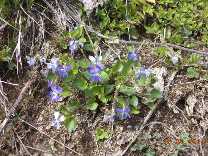 Flori de munte albastre