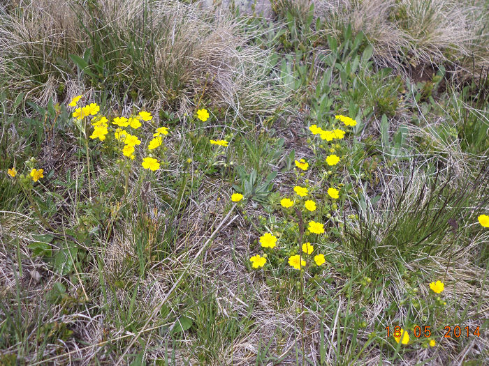 Flori de munte galbene - Plecarea la stana in Dealul Alb Calimani 11 05 2014