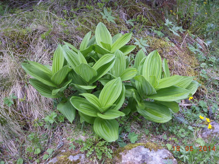 Stirigoaia planta toxica - Plecarea la stana in Dealul Alb Calimani 11 05 2014