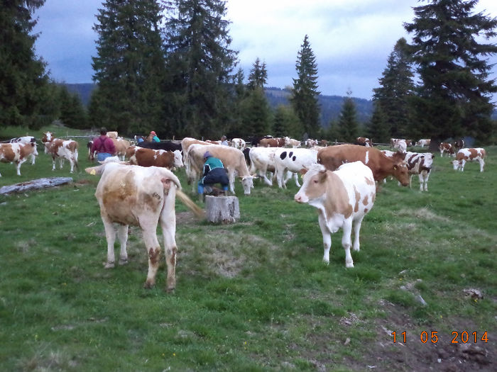 Vacile au ajuns in ocol si sant mulse - Plecarea la stana in Dealul Alb Calimani 11 05 2014