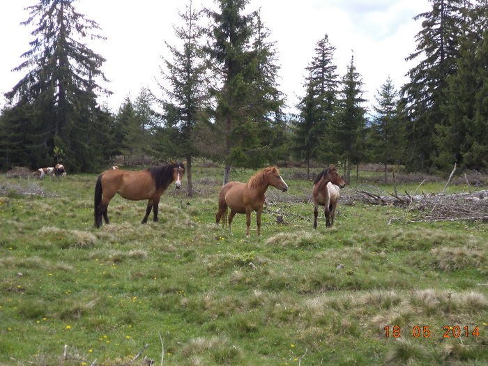 Caii hoinaresc pe pasune - Plecarea la stana in Dealul Alb Calimani 11 05 2014