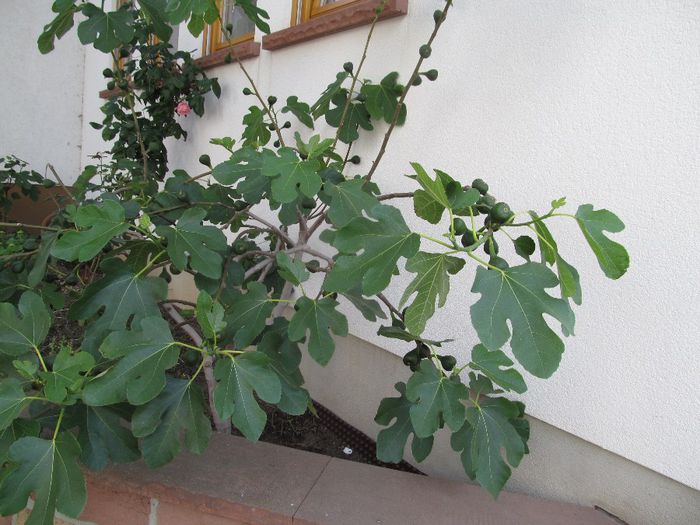  - Diverse 1 - Plimbari