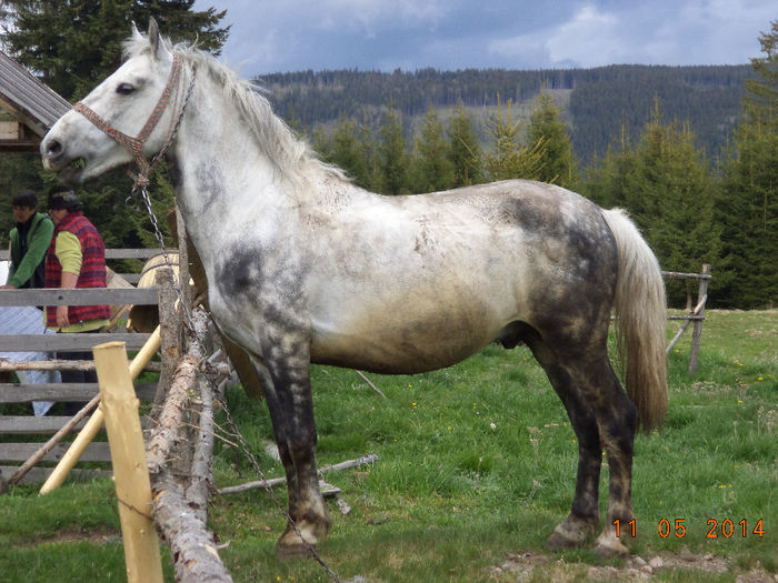 Armasarul lui Danut - Plecarea la stana in Dealul Alb Calimani 11 05 2014