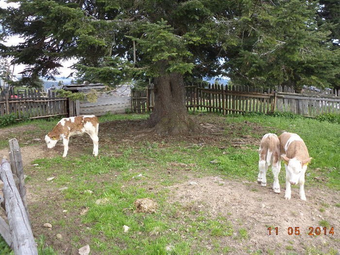 Ocolul pentru viteii fatati - Plecarea la stana in Dealul Alb Calimani 11 05 2014
