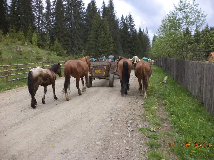 Pe drum cu animalele - Plecarea la stana in Dealul Alb Calimani 11 05 2014