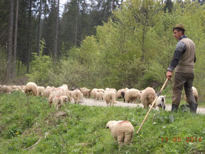 O turma de oi tocmai din Bistrita; Mergeau spre Borsec un drum lung si obositor
