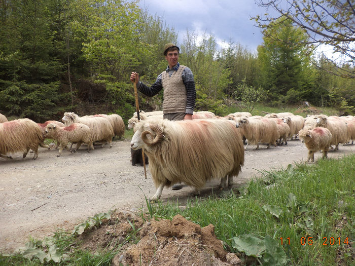 Turma din Bistrita un berbec frumos - Plecarea la stana in Dealul Alb Calimani 11 05 2014