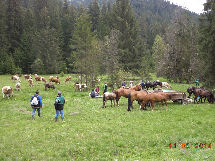 Popas sa ne odihnim nitel - Plecarea la stana in Dealul Alb Calimani 11 05 2014
