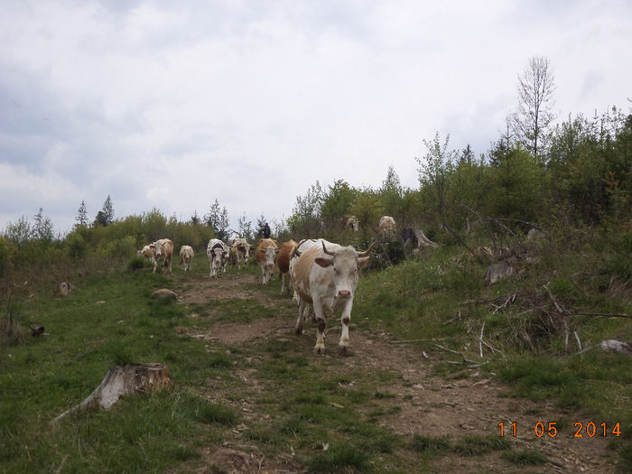 Coboram la drum - Plecarea la stana in Dealul Alb Calimani 11 05 2014