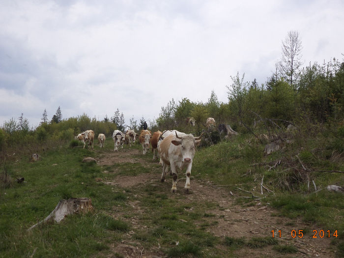 Coboram la drum