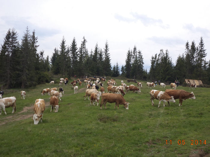 Sus pe Dealul Runcului - Plecarea la stana in Dealul Alb Calimani 11 05 2014