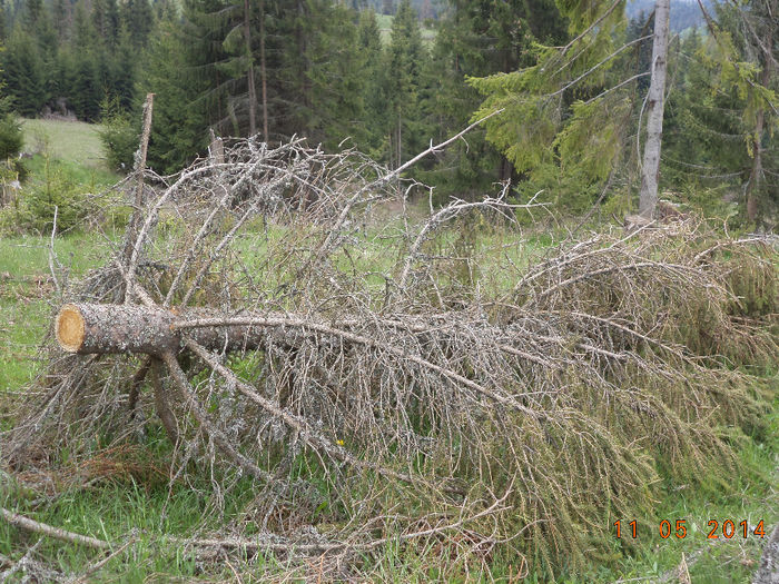Molizi lasati in padure sa putrezeasca - Plecarea la stana in Dealul Alb Calimani 11 05 2014