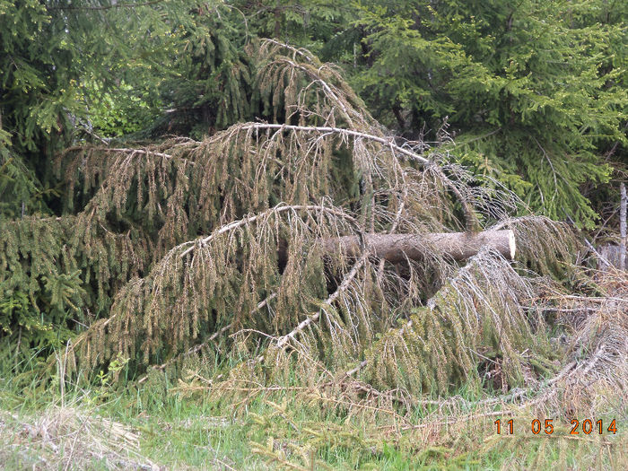 Molizi taiati de romani cred sau de romi - Plecarea la stana in Dealul Alb Calimani 11 05 2014