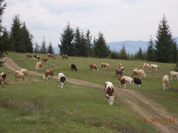 Vacile obosite mai pasc putin - Plecarea la stana in Dealul Alb Calimani 11 05 2014