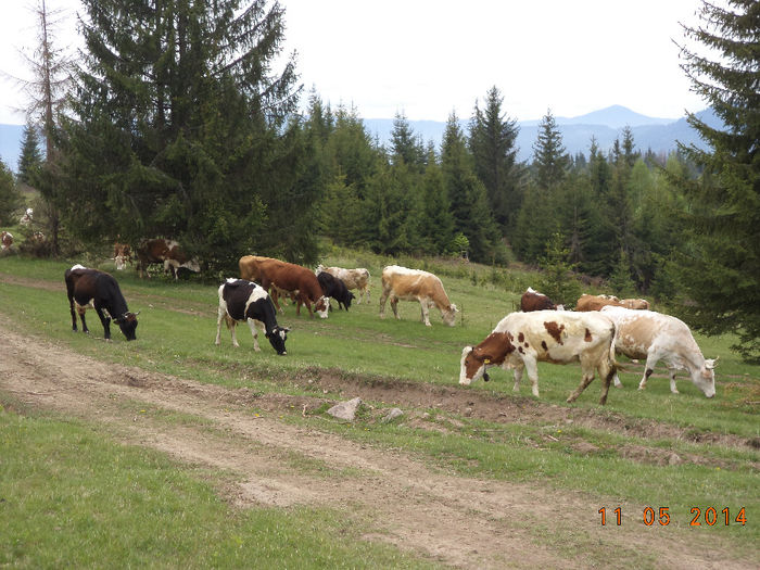 Vacile pasc bine de tot - Plecarea la stana in Dealul Alb Calimani 11 05 2014