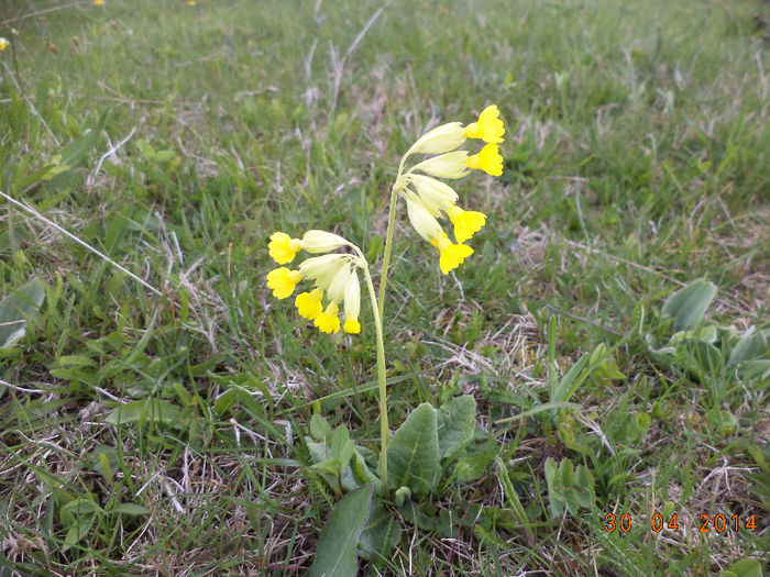 Ciubotica cucului inflorita - Plecarea la stana in Dealul Alb Calimani 11 05 2014
