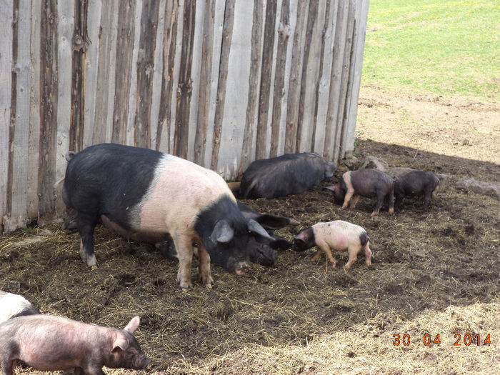 Porcii lui Pascu Ioan de la saivan - Plecarea la stana in Dealul Alb Calimani 11 05 2014