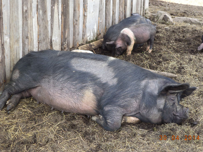 Scroafele lui Pascu la saivan